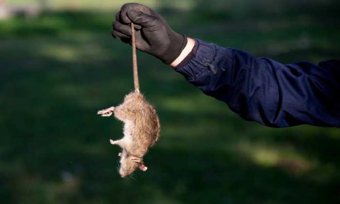 How to Find the Right Rodent Control Company for Your Needs
